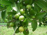 GUAVA SMALL