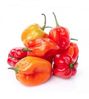 Scotch Bonnet Pepper